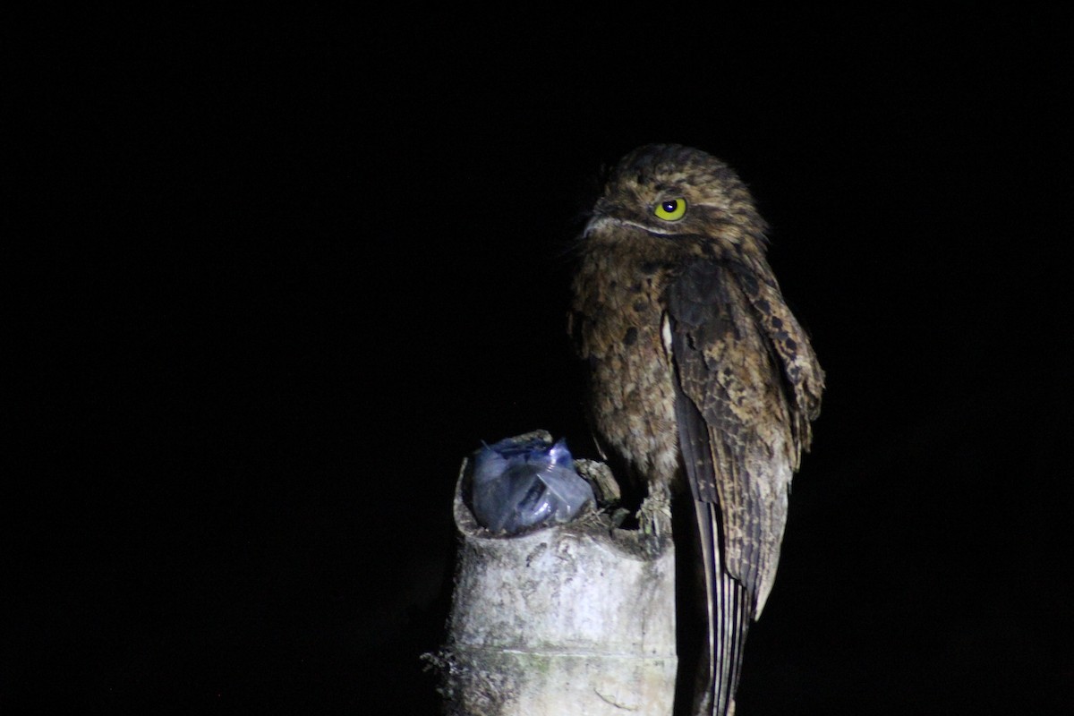 Ibijau gris - ML649515761