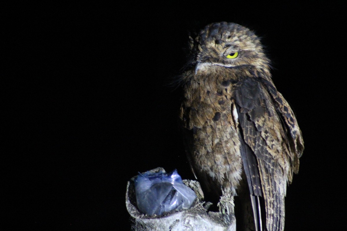 Ibijau gris - ML649515762