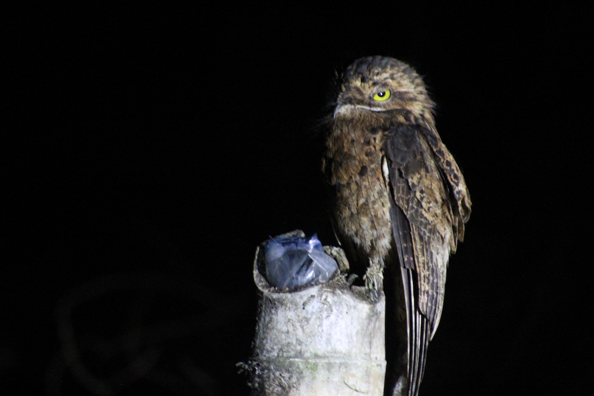 Ibijau gris - ML649515763