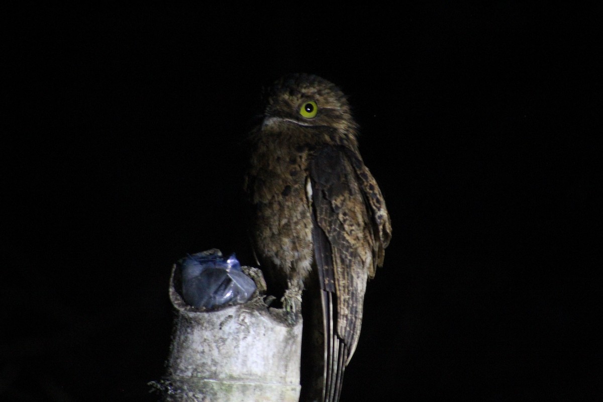 Ibijau gris - ML649515764