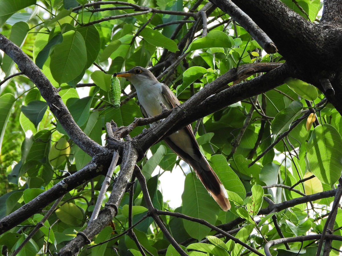 gulnebbgjøk - ML649515970