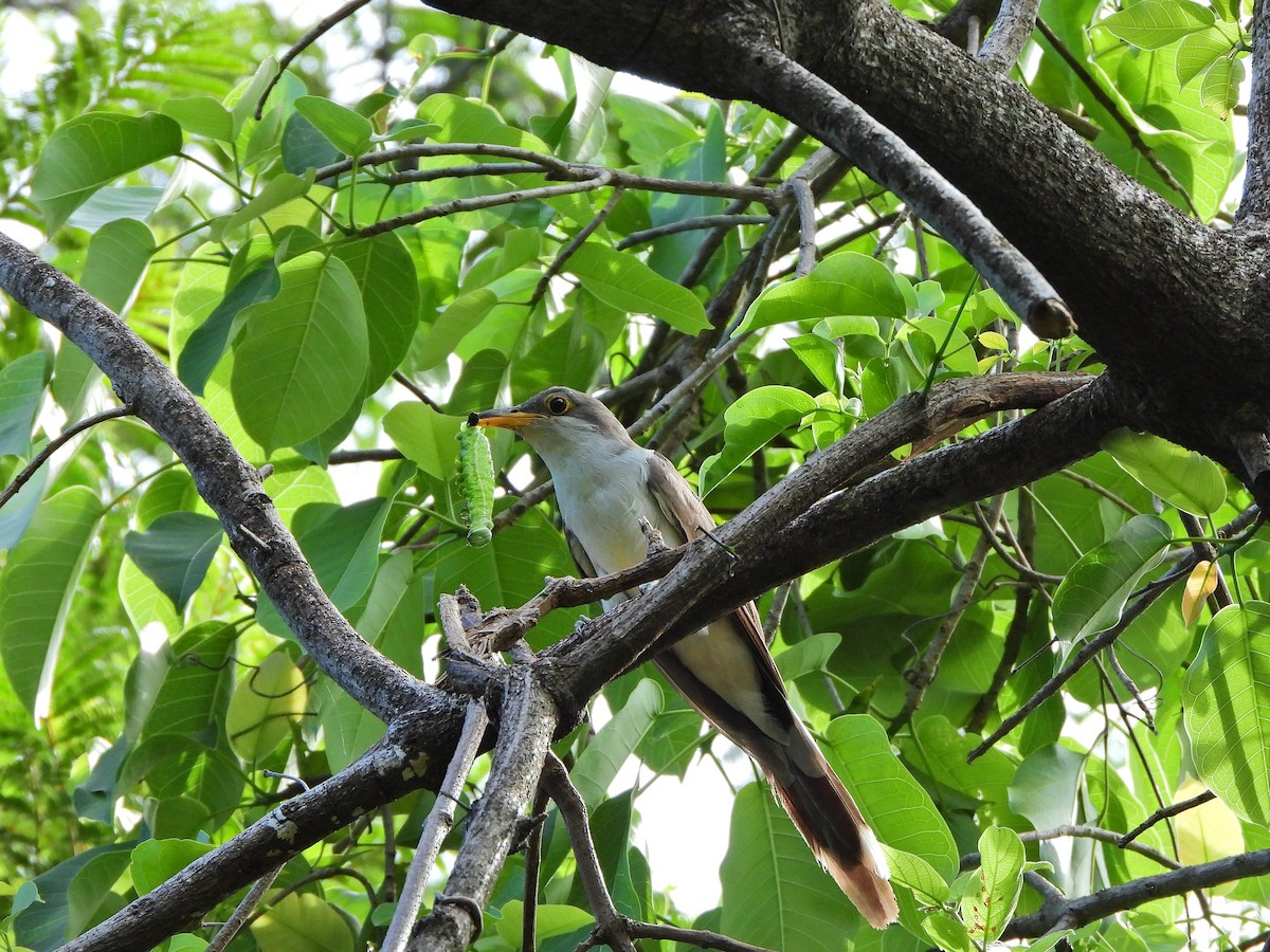 gulnebbgjøk - ML649516008