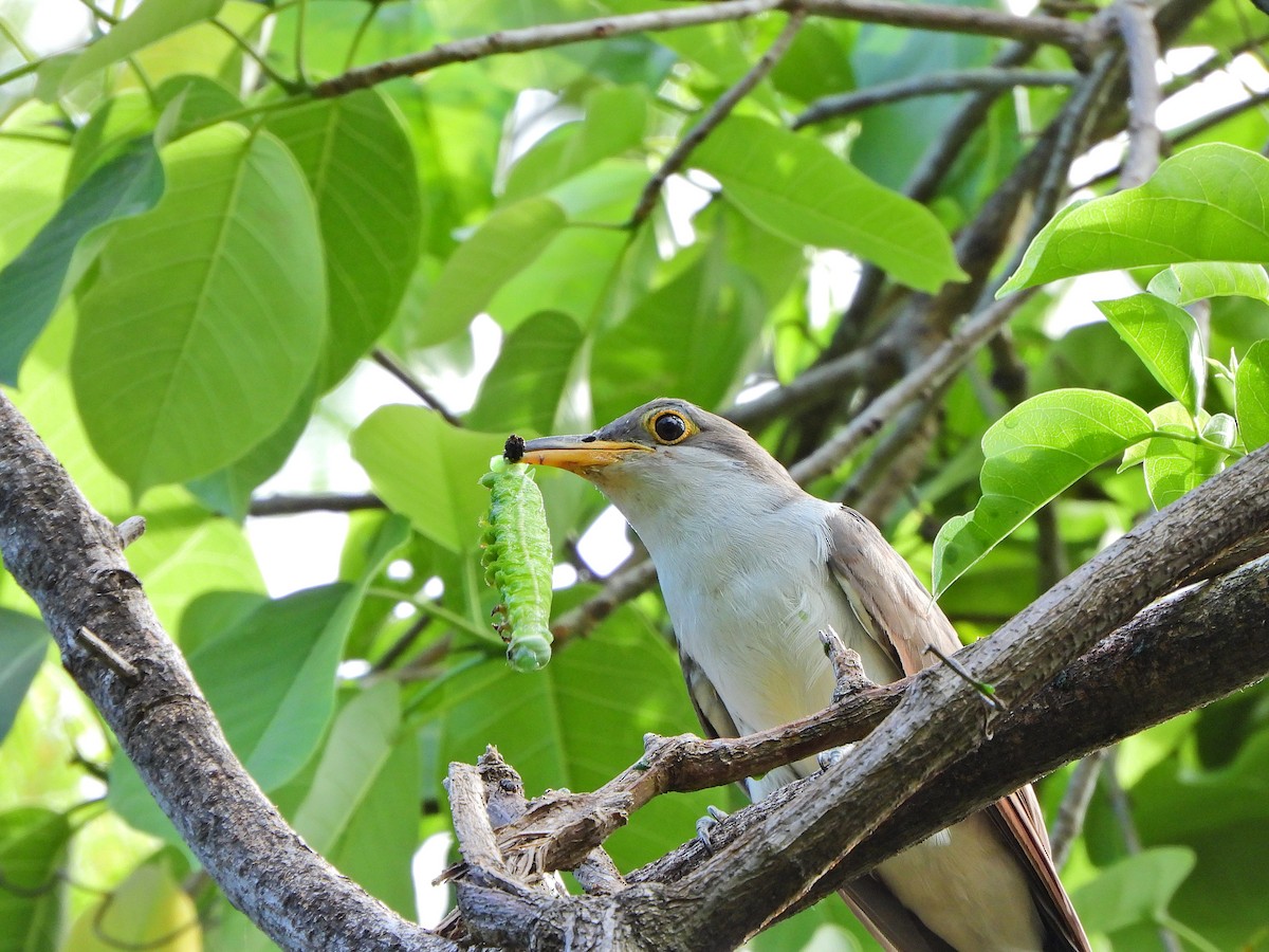 gulnebbgjøk - ML649516032