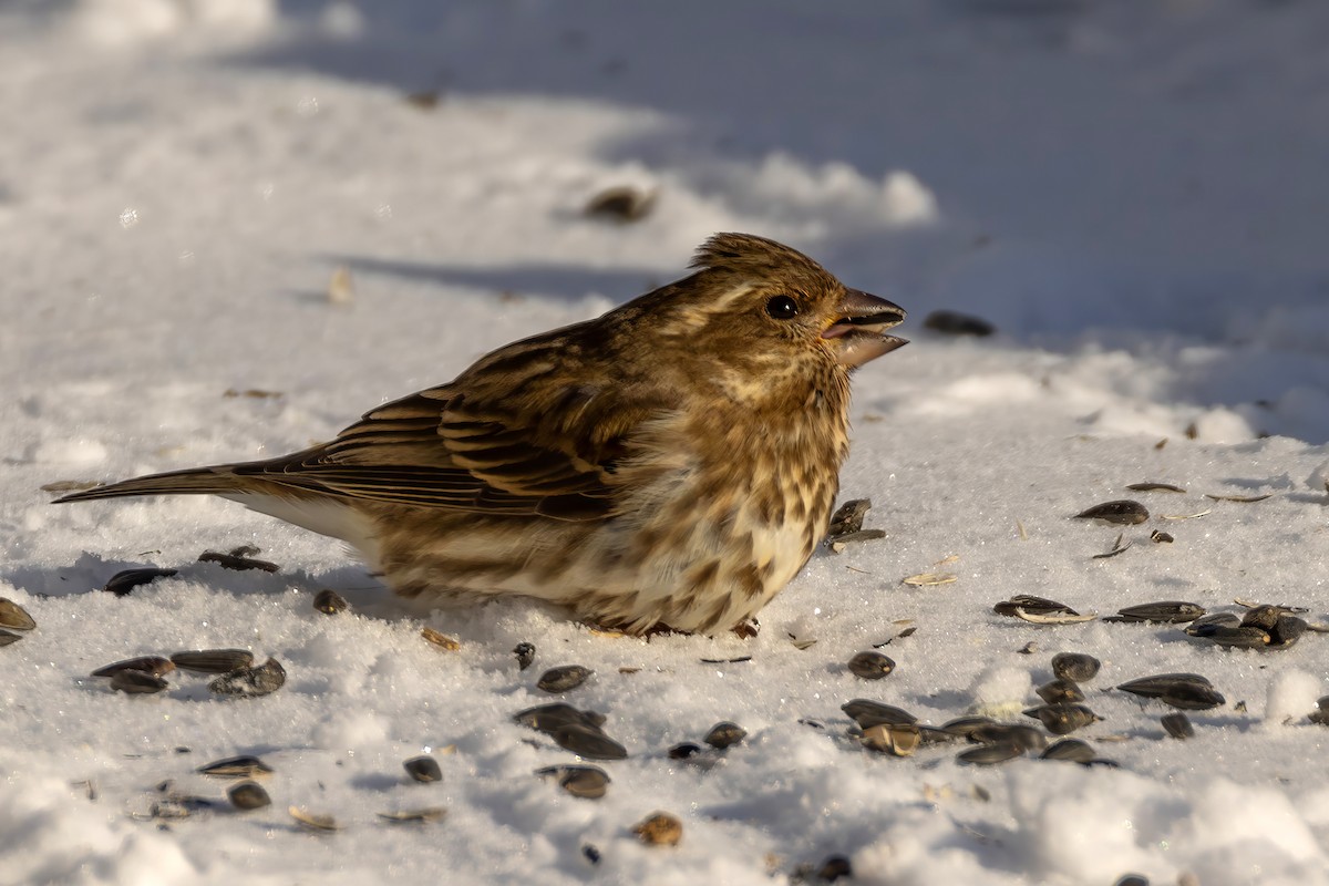 Purple Finch - ML649516092