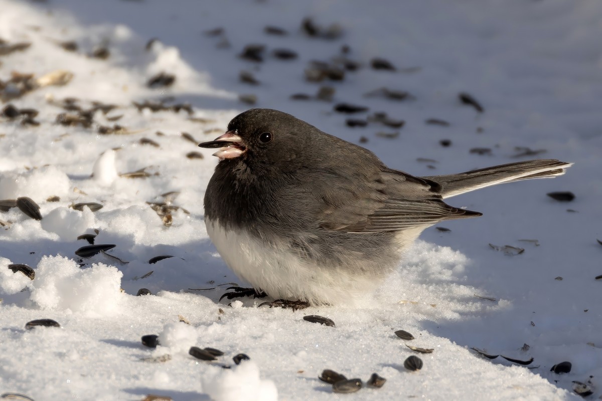 Dark-eyed Junco - ML649516112