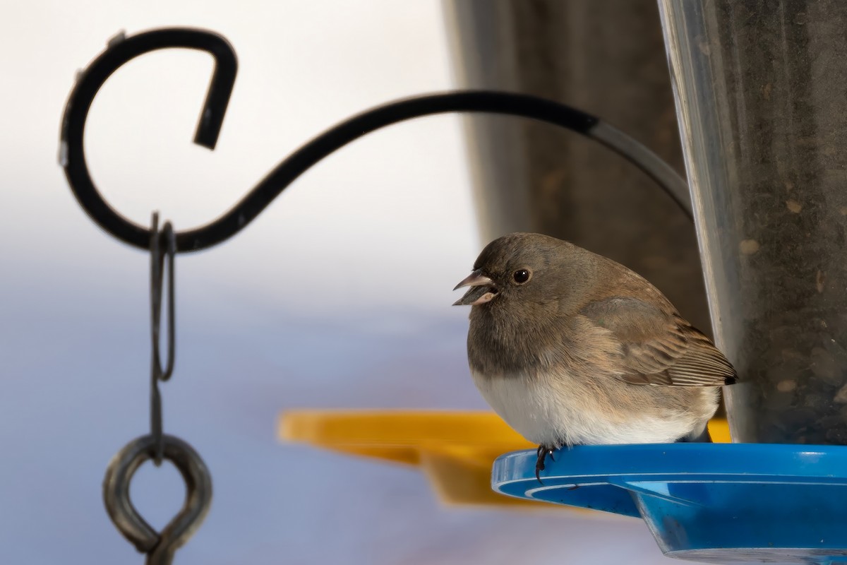 Dark-eyed Junco - ML649516144