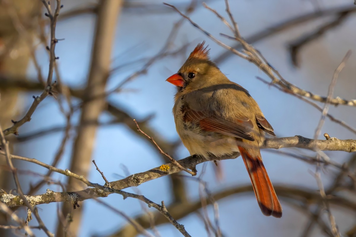 Northern Cardinal - ML649516224