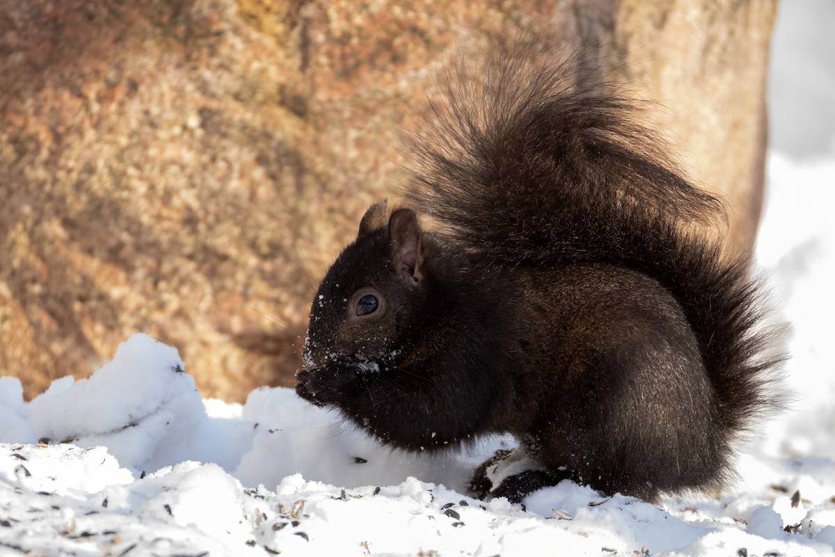 Eastern Gray Squirrel - ML649516271