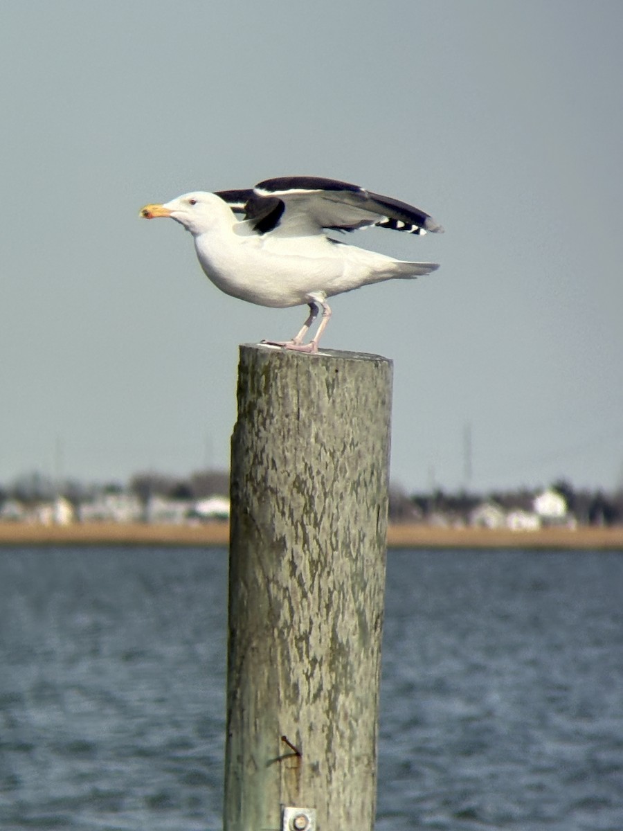 Great Black-backed Gull - ML649516388