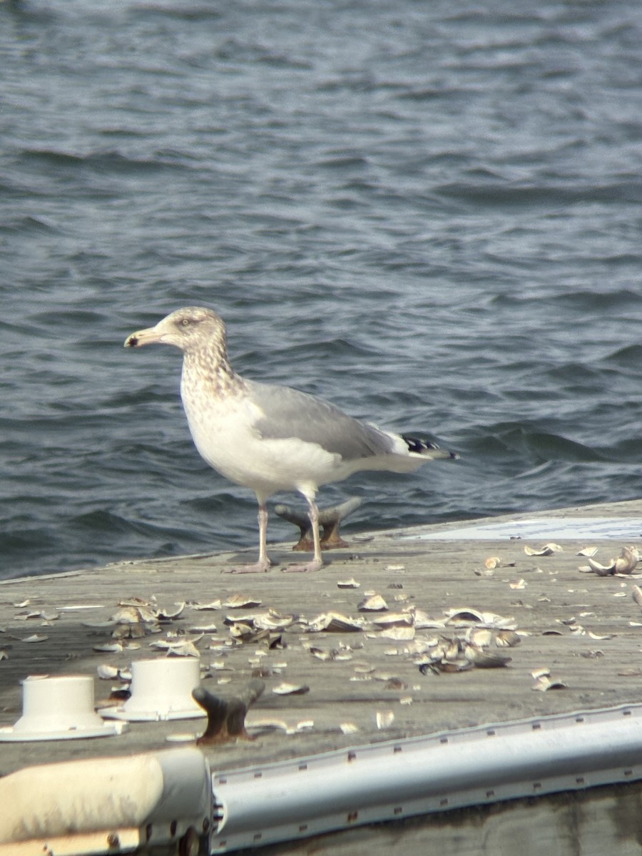 American Herring Gull - ML649516398