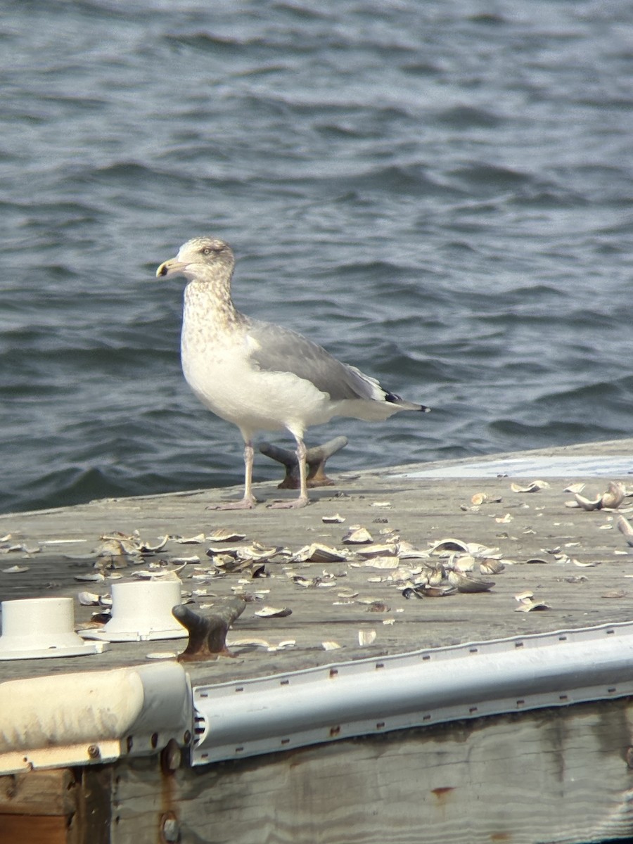 American Herring Gull - ML649516399