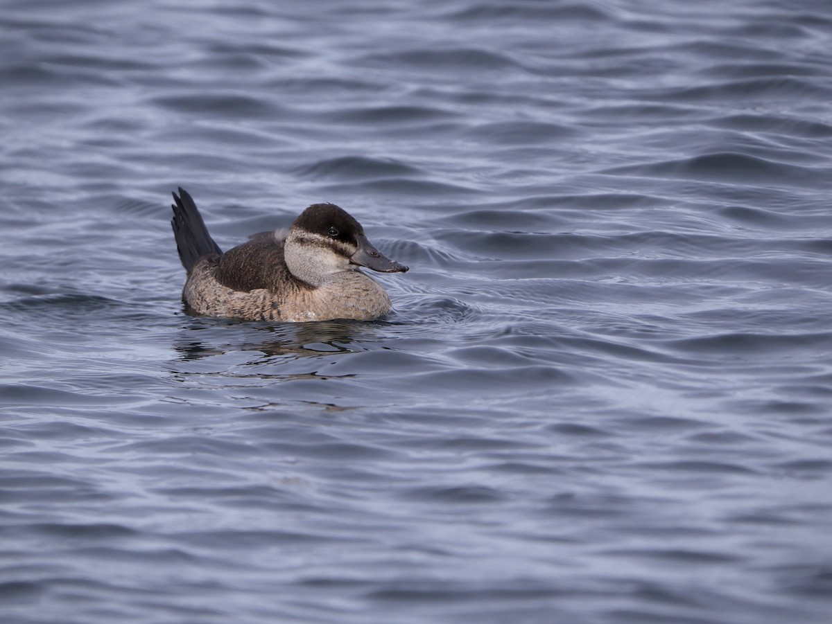 kachnice kaštanová - ML649516634