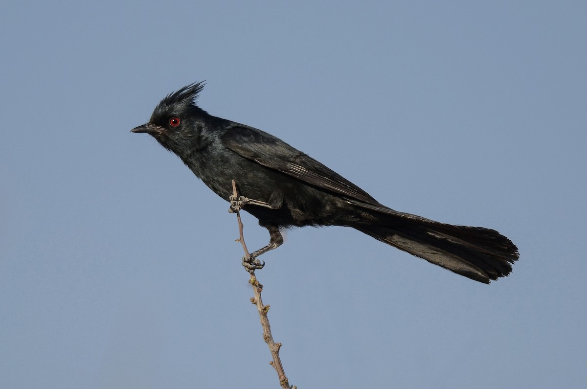 palmovník tmavý - ML649516961