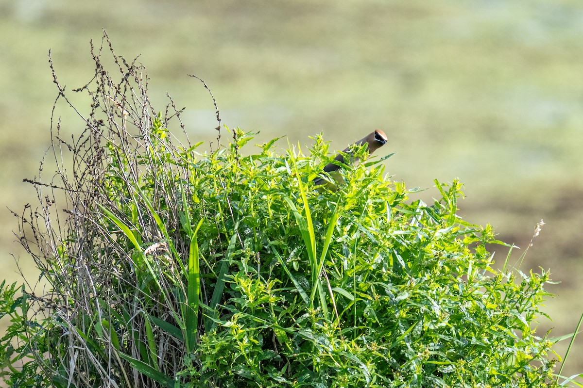 Cedar Waxwing - ML649516967