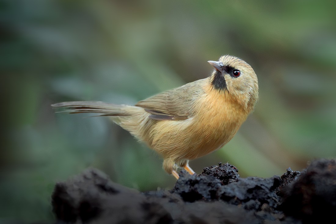 Black-chinned Babbler - ML649517105