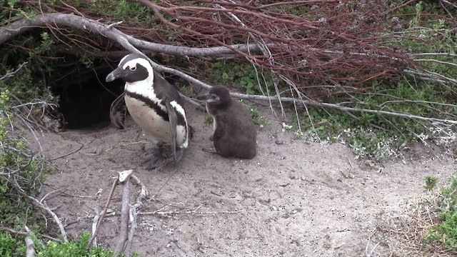African Penguin - ML649517687