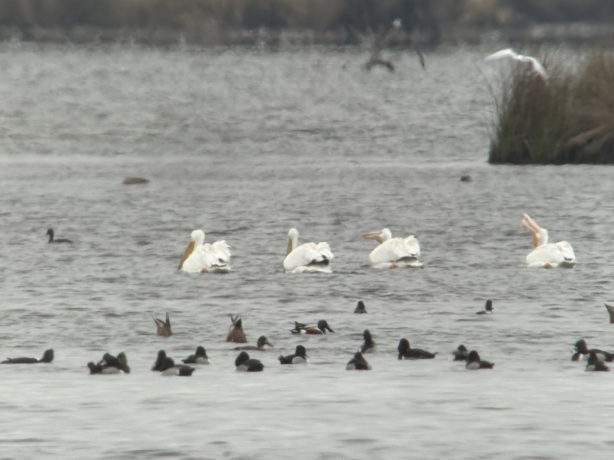 Mestolone - ML649517970