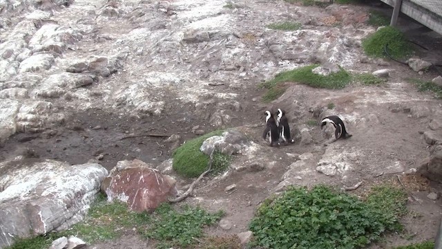 African Penguin - ML649518109