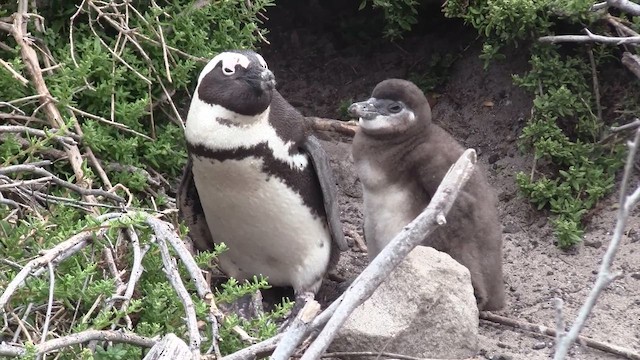 African Penguin - ML649518135