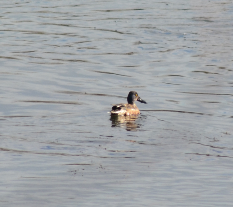 Mestolone - ML649518178