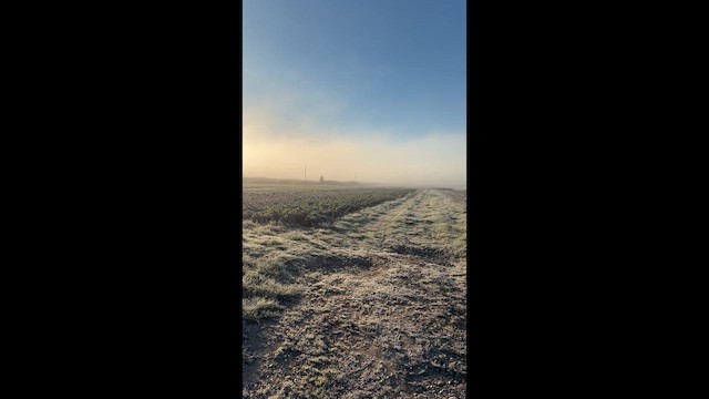 アメリカハイイロチュウヒ - ML649518246