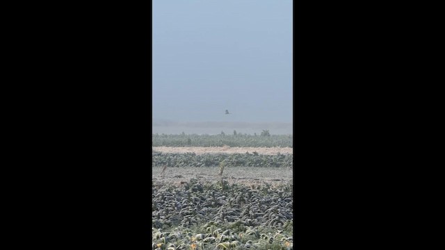 アメリカハイイロチュウヒ - ML649518249