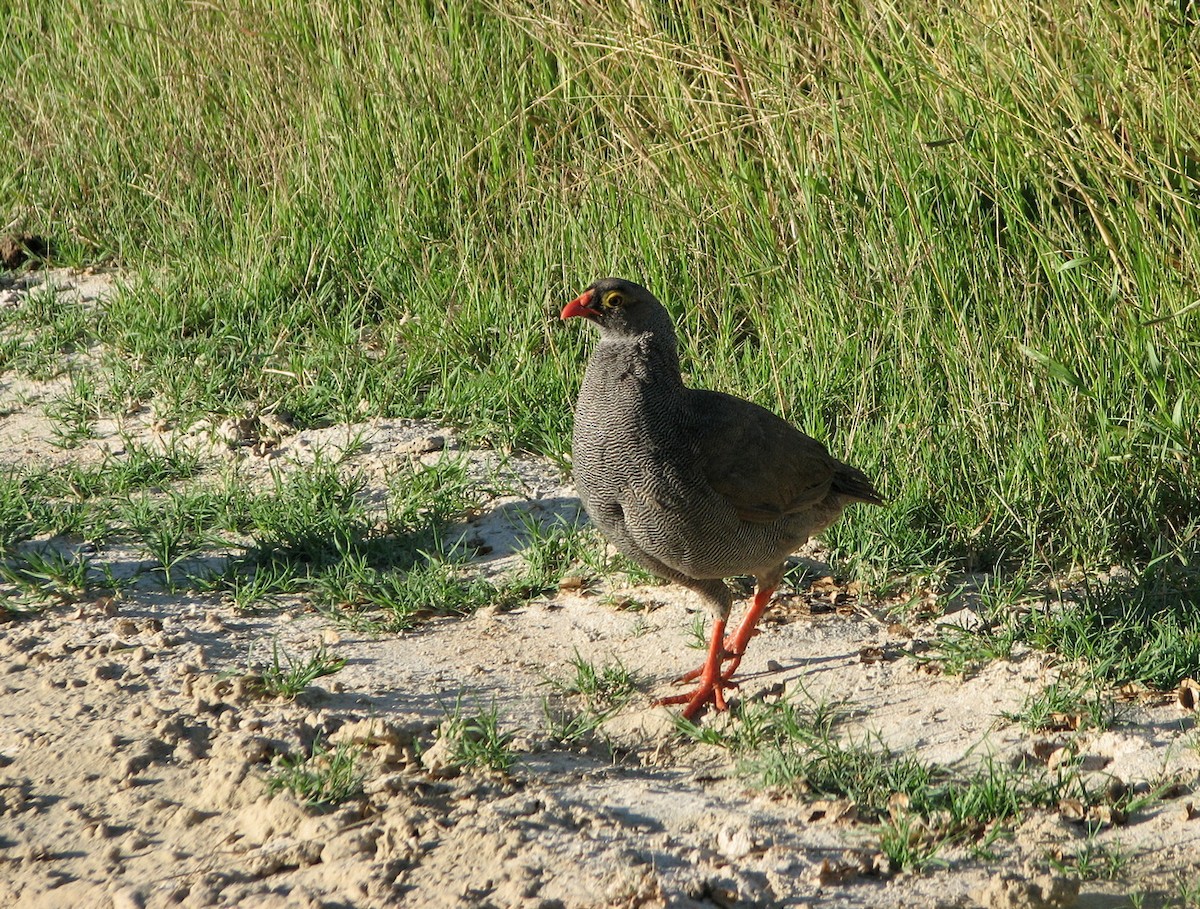 Red-billed Spurfowl - ML649518260