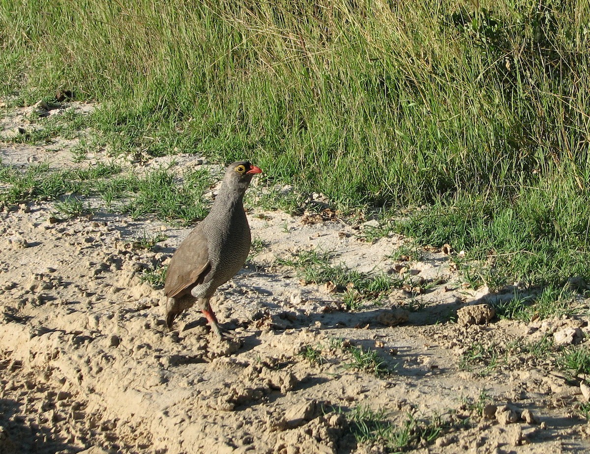 Red-billed Spurfowl - ML649518261