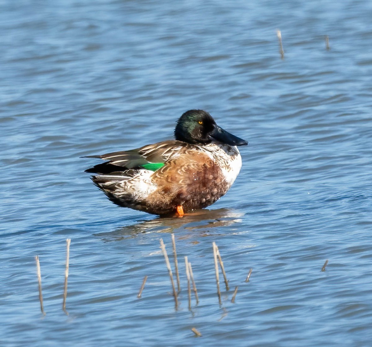 Mestolone - ML649518637