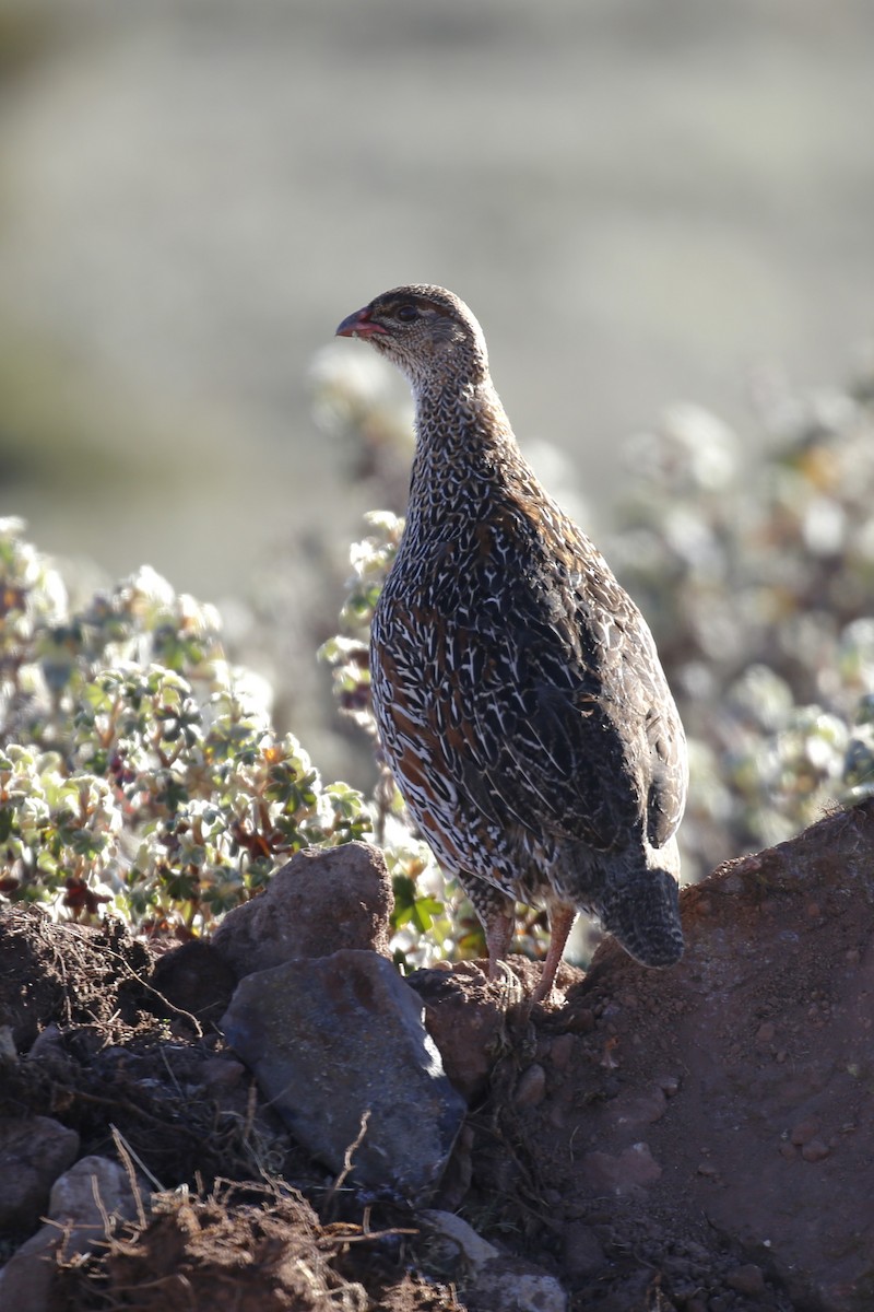 Chestnut-naped Spurfowl - ML649519013