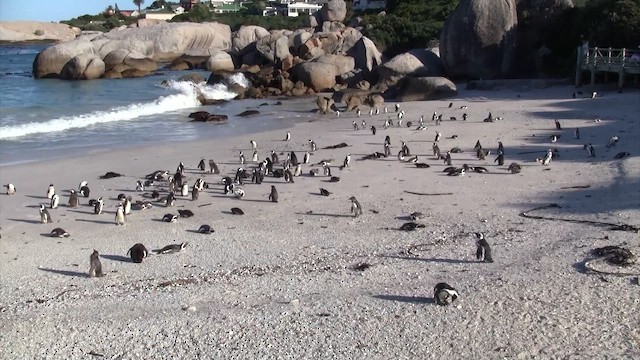 African Penguin - ML649519389