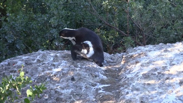 African Penguin - ML649519431