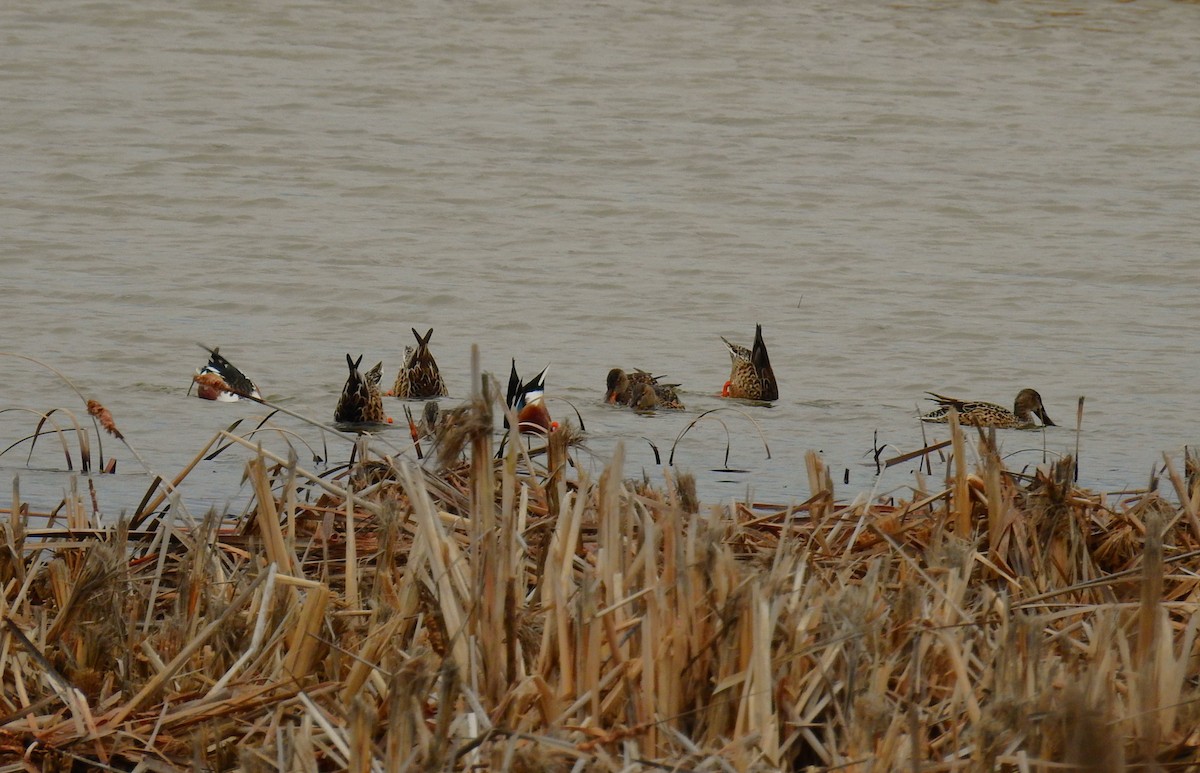 Mestolone - ML649519804