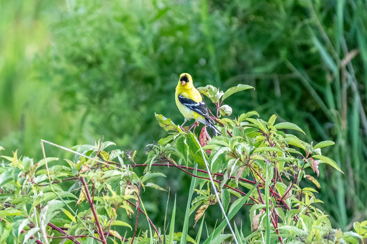 American Goldfinch - ML649519910