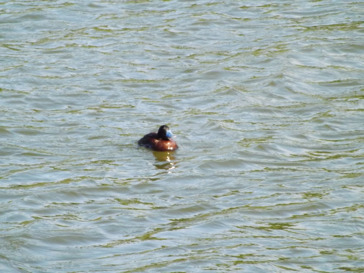 Lake Duck - ML649520211