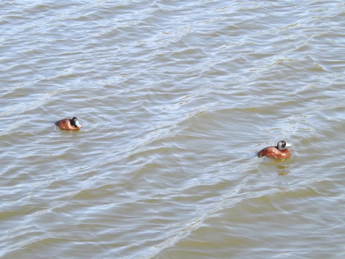 Lake Duck - ML649520213