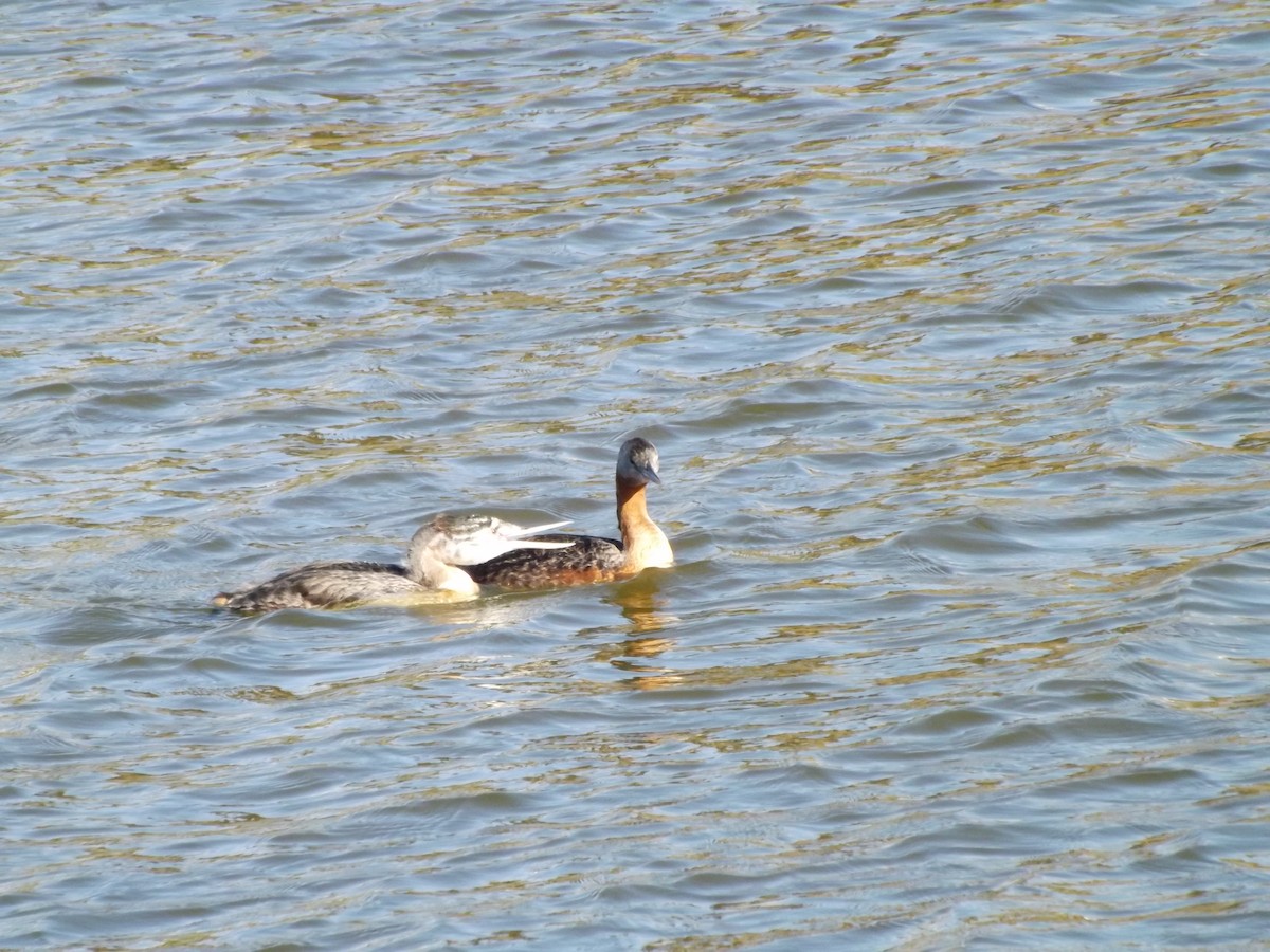 Great Grebe - ML649520315