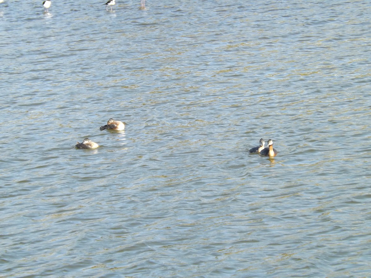 Great Grebe - ML649520316