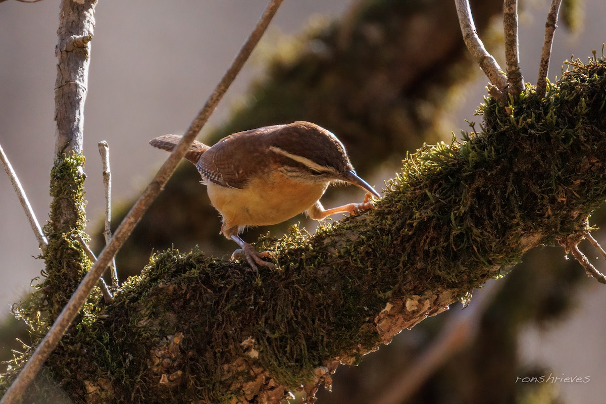 Carolina Wren - ML649520353
