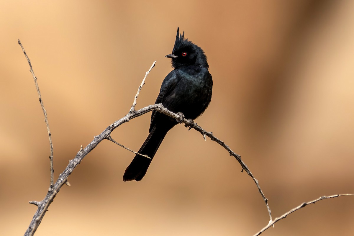 Phainopepla - ML649520621