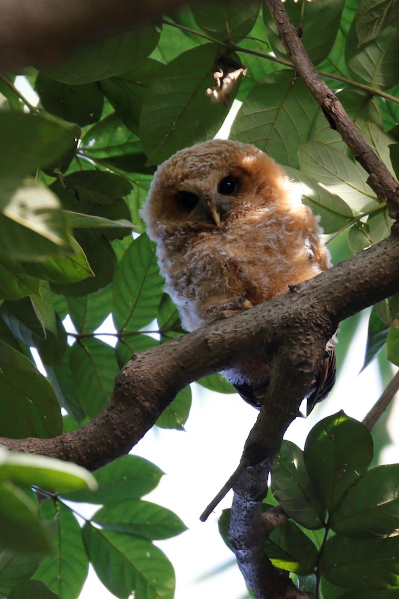 African Wood-Owl - ML649521104