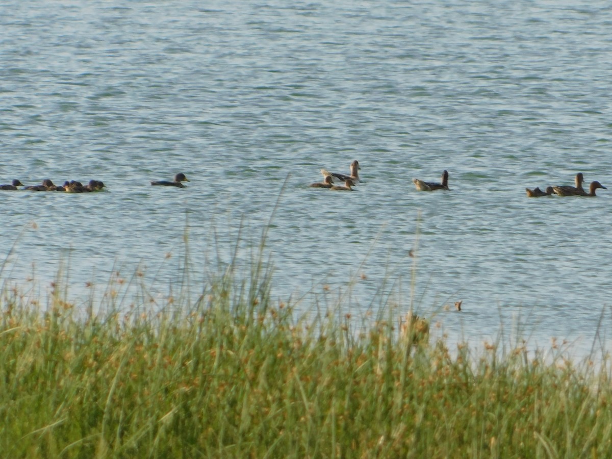 Chiloe Wigeon - ML649521283