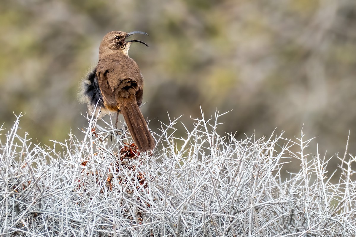 California Thrasher - ML649521555