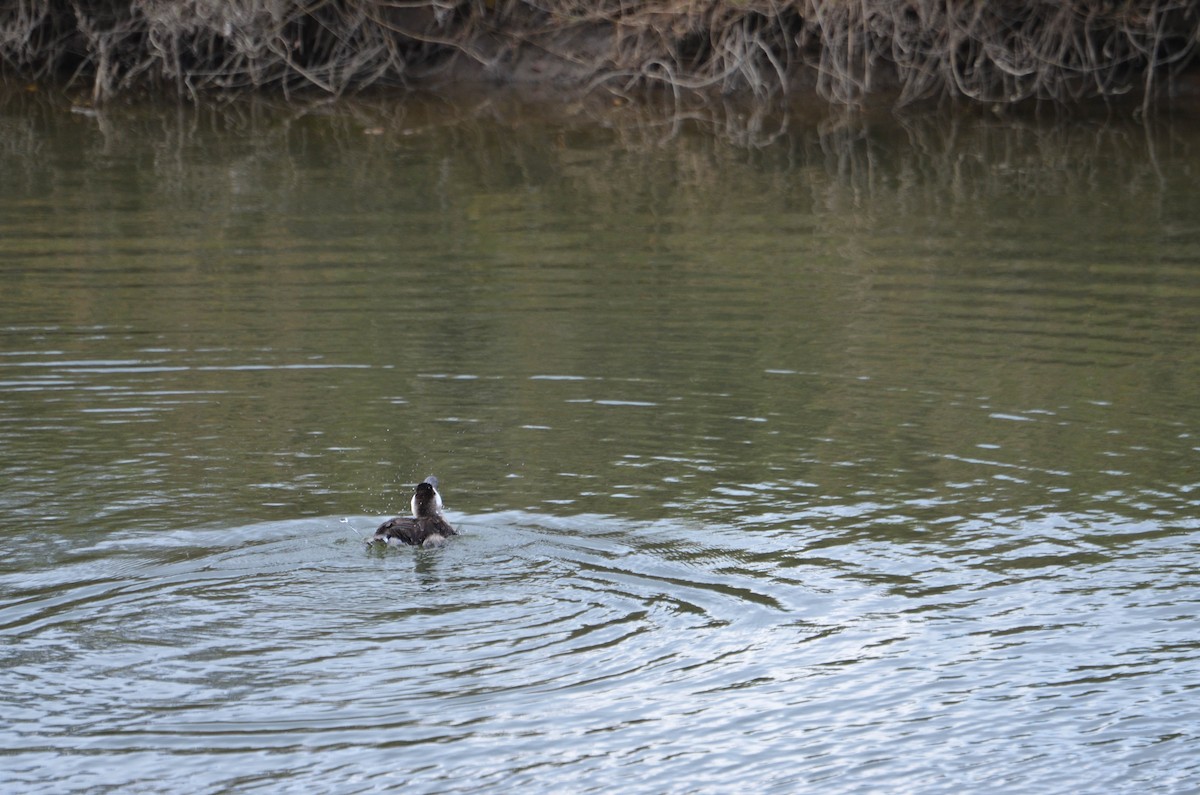 kachnice kaštanová - ML649521665
