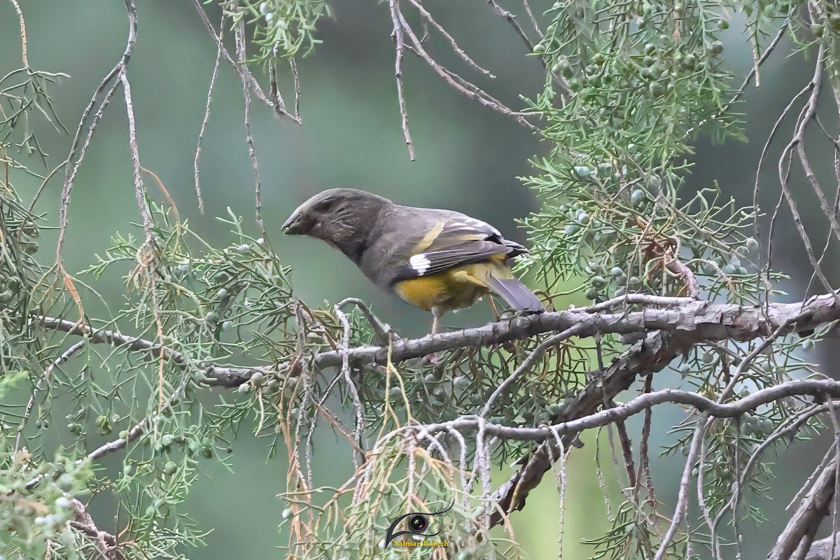 White-winged Grosbeak - ML649521666