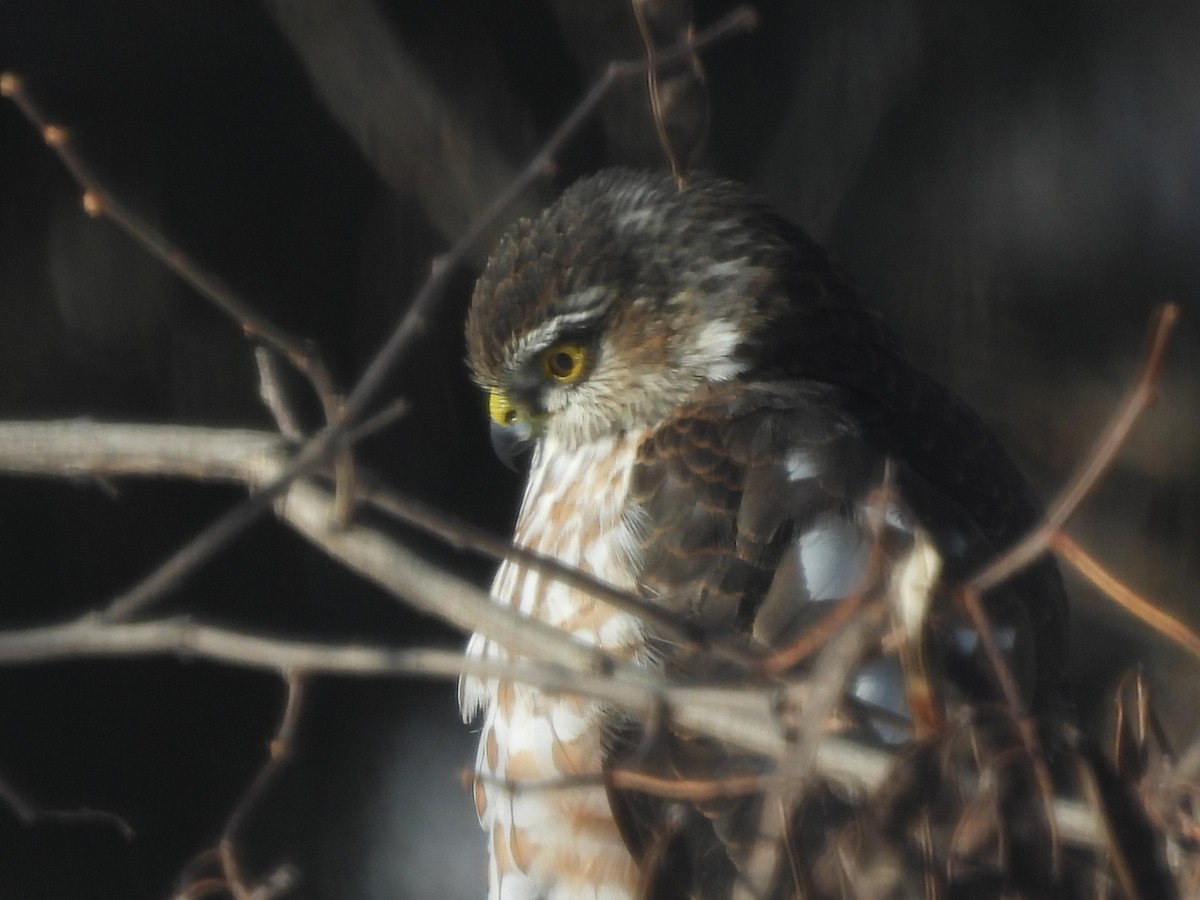 Eckschwanzsperber - ML649521835