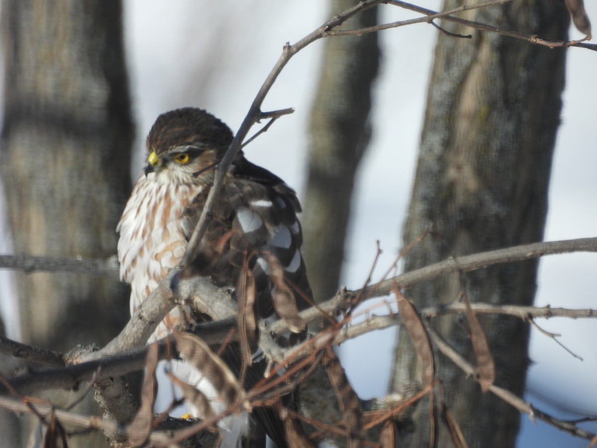 Eckschwanzsperber - ML649521856