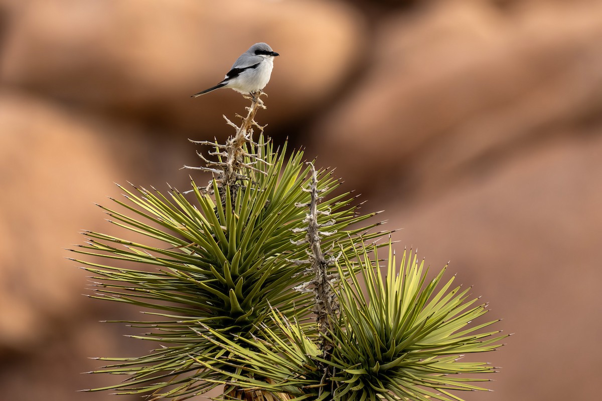 Loggerhead Shrike - ML649521864
