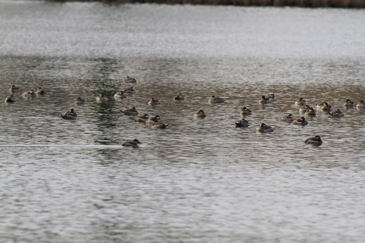 kachnice kaštanová - ML649522027