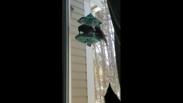 European Starling - ML649522214